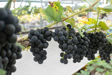 grape hanging in a vineyard.