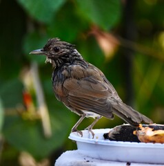 blackbird on a branch