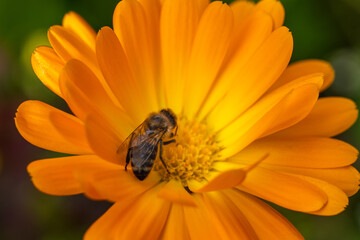 Honey Bee Collecting Nectar on Bright Orange Calendula Flower Macro Close Up in Natural Garden