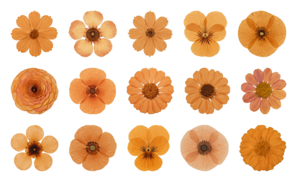 Pressed orange flowers collection