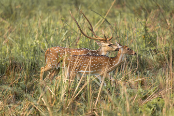 Majestic spotted deer pair walking through tall grass during courtship ritual in natural wilderness before mating season begins in the forest.