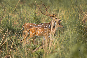 Majestic spotted deer pair walking through tall grass during courtship ritual in natural wilderness before mating season begins in the forest.