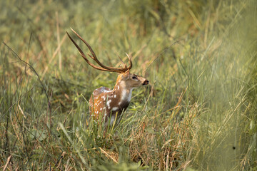 Proud chital stag standing tall with majestic antlers as his mate grazes nearby in dense grassland during deer mating season in the wild.