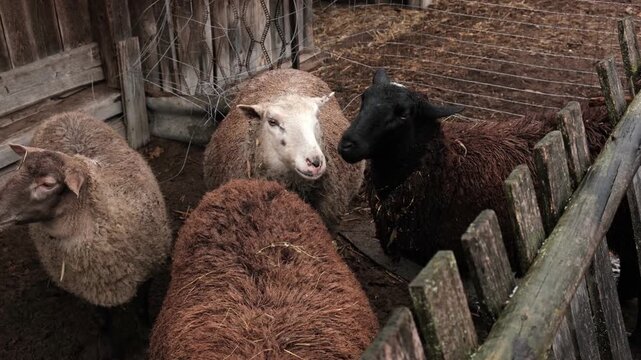 Flock of sheep grazes peacefully in a rustic farm setting alive with nature. Detailed closeup of brown and white sheep herd. Concept of sheep farming and herding. Open-air sheepfold. Farmhouse