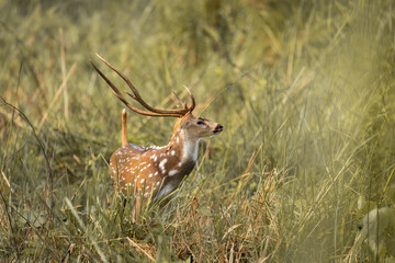 Proud chital stag standing tall with majestic antlers as his mate grazes nearby in dense grassland during deer mating season in the wild.