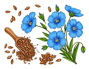 Illustration of flax seeds and flowers