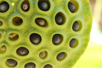 Close-up of Lotus Seed Pod 蓮の実のクローズアップ