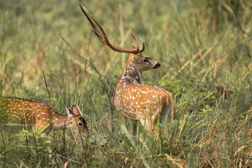 Elegant Spotted Deer (Chital) grazing in lush green grasslands with a majestic stag showcasing its tall antlers and a doe feeding peacefully in a serene wildlife habitat.