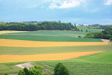 Colorful Farmland Stripes with Trees and Mountains in Hokkaido, Japan