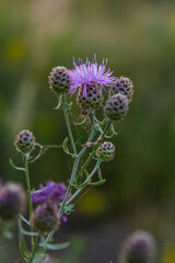 Centaurea scabiosa subsp. apiculata, Centaurea apiculata, Compositae. Wild plant shot in summer