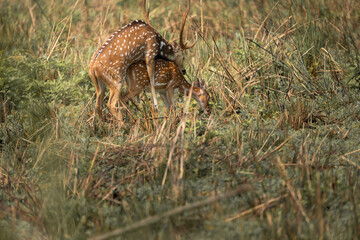Spotted deer mating captured in wilderness, with male stag mounting female partner amidst grassland during breeding season in natural habitat.
