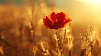 Elegant single poppy bloom highlighted against soft evening light, symbolic of tranquility and natural beauty for gardening inspiration.