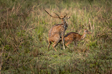 Spotted deer mating captured in wilderness, with male stag mounting female partner amidst grassland during breeding season in natural habitat.