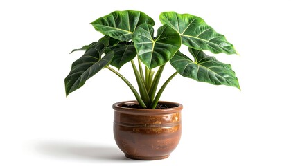 Fototapeta premium A potted plant with large, vibrant leaves