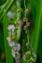 Branched hedgehog Sparganium erectum - flowering plant in the garden pond of a natural garden