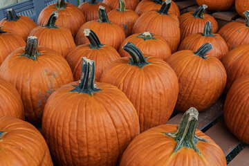 Bright Orange Pumpkins at Farm Market