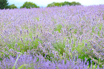 Naklejka premium Blooming Lavender Field in Full Purple Glory under Summer Sky, Furano, Hokkaido, Japan