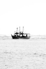 Humpback whale in Itacaré Bahia Brazil ocean at sunset with blue textured sea sky and tropical nature wildlife photography
