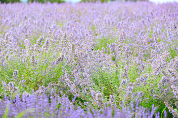 Obraz premium Blooming Lavender Field in Full Purple Glory under Summer Sky, Furano, Hokkaido, Japan
