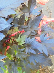 autumn leaves background