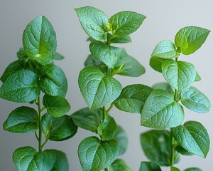 Close-up of vibrant green plant stems and leaves