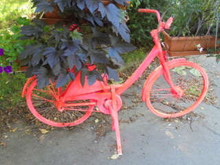a very beautiful and interesting pink bicycle in the park