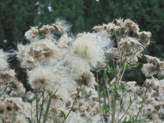 a very interesting and beautiful gray fluffy plant