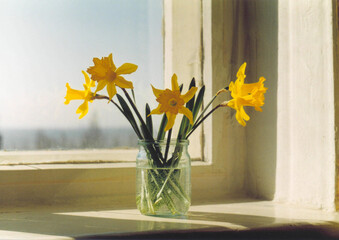 Bouquet of yellow daffodils in glass jar on windowsill in sunlight, film photography