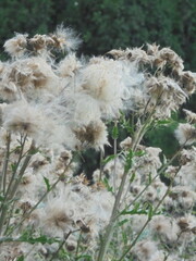 a very interesting and beautiful gray fluffy plant