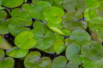 Hydrocharis morsus-ranae, frogbit, is a flowering plant belonging to the genus Hydrocharis in the family Hydrocharitaceae. It is a small floating plant resembling a small water lily