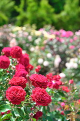 長岡丘陵公園のバラ園（新潟県）