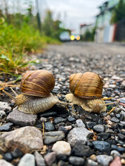 Two big snails after the rain on the ground. Two snail houses. Two wet snails.