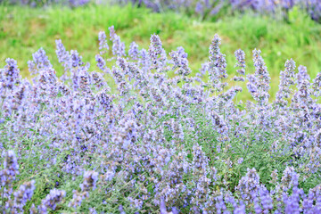 Fototapeta premium Blooming Lavender Field in Full Purple Glory under Summer Sky, Furano, Hokkaido, Japan