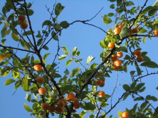 a very beautiful tree with yellow fruits against the blue sky