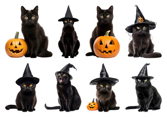 Halloween cats with pumpkins.