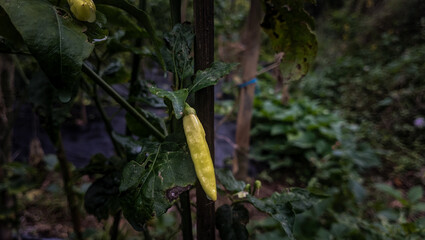 Chili plant in the field