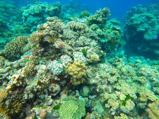 Naklejka premium Colors of corals and fishes of the Great Barrier Reef ecosystem in Australia