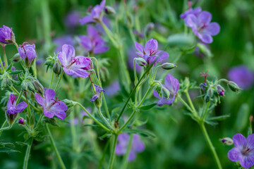 Faint Morning Dew Clings To Patch Of Wild Geraniums