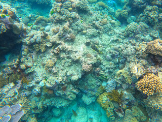 Colors of corals and fishes of the Great Barrier Reef ecosystem in Australia