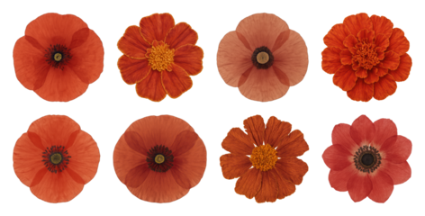 Vibrant orange floral collection