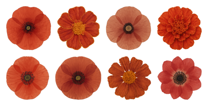 Vibrant orange floral collection