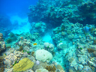 Colors of corals and fishes of the Great Barrier Reef ecosystem in Australia