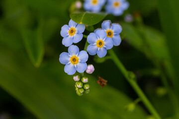 Myosotis scorpioides true or water forget me not. Turkish name Unutma beni cicegi