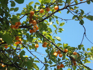 a very beautiful tree with yellow fruits against the blue sky