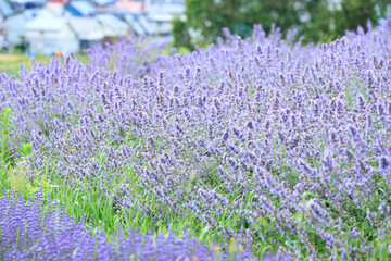 Naklejka premium Blooming Lavender Field in Full Purple Glory under Summer Sky, Furano, Hokkaido, Japan