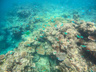 Colors of corals and fishes of the Great Barrier Reef ecosystem in Australia