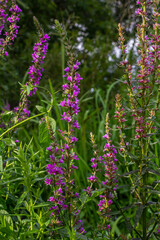 Fototapeta premium Purple loosestrife Lythrum salicaria inflorescence. Flower spike of plant in the family Lythraceae, associated with wet habitats