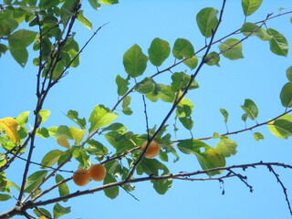 a very beautiful tree with yellow fruits against the blue sky