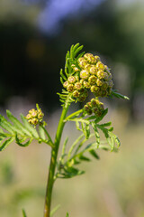 Tansy Tanacetum vulgare wild plant in summer