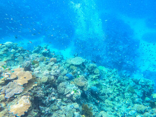 Colors of corals and fishes of the Great Barrier Reef ecosystem in Australia